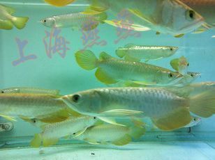 品相好的金龍魚價格是多少(金龍魚價格受多種因素影響) 龍魚百科 第4張 品相好的金龍魚價格是多少(金龍魚價格受多種因素影響) 品相好的金龍魚價格是多少(金龍魚價格受多種因素影響) 龍魚百科 第4張