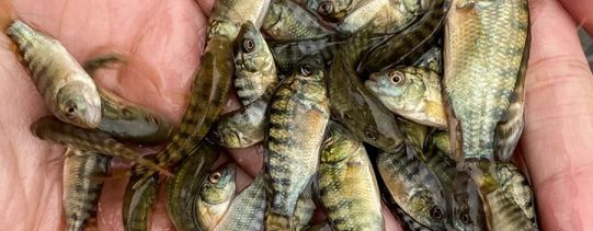 龍魚鑒定機構(gòu)在哪里，司法鑒定機構(gòu)能否鑒定龍魚 龍魚鑒定機構(gòu)在哪里，司法鑒定機構(gòu)能否鑒定龍魚 龍魚百科 第3張