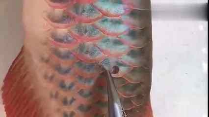 龍魚的魚鱗為什么要拔：關(guān)于龍魚鱗片拔除的詳細(xì)信息