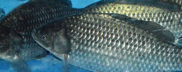 鯽魚可以和龍魚一起養(yǎng)嗎：鯽魚可以與龍魚一起養(yǎng)嗎，