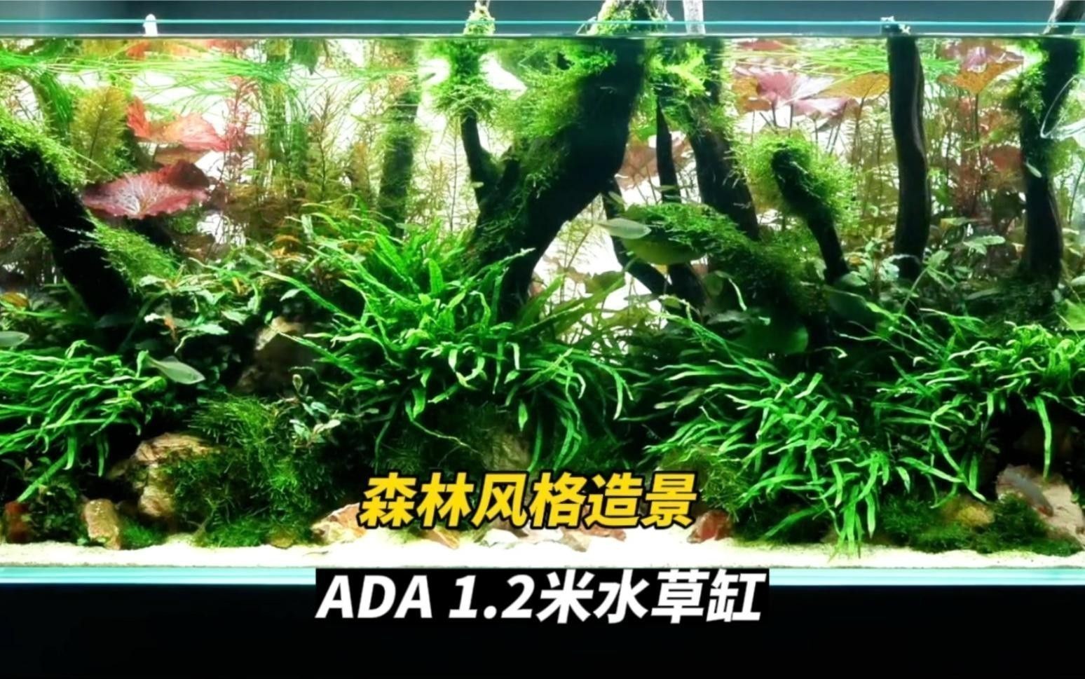 一米二的魚缸可以混養哪些魚？