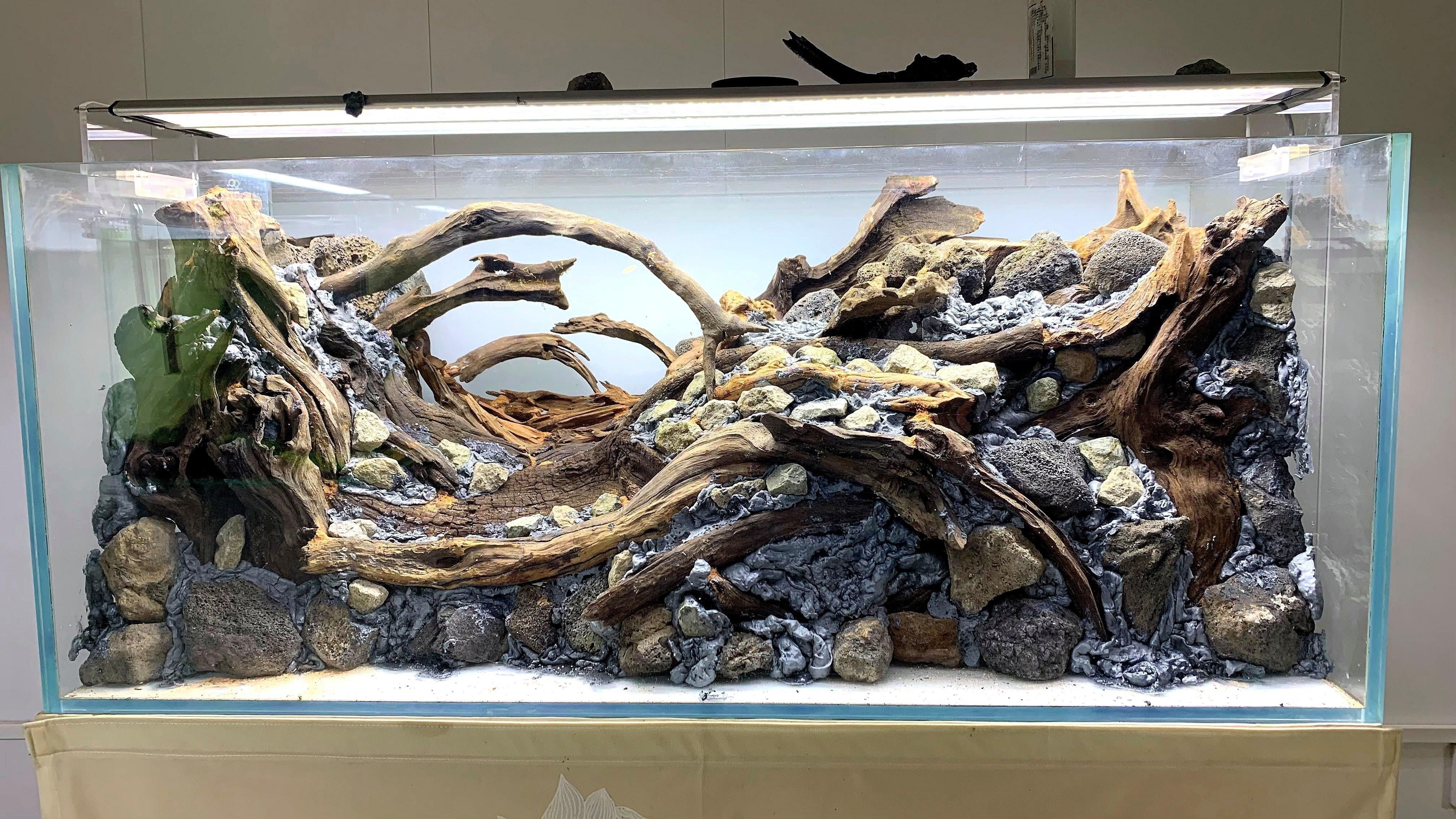 一米二的魚缸可以混養哪些魚？