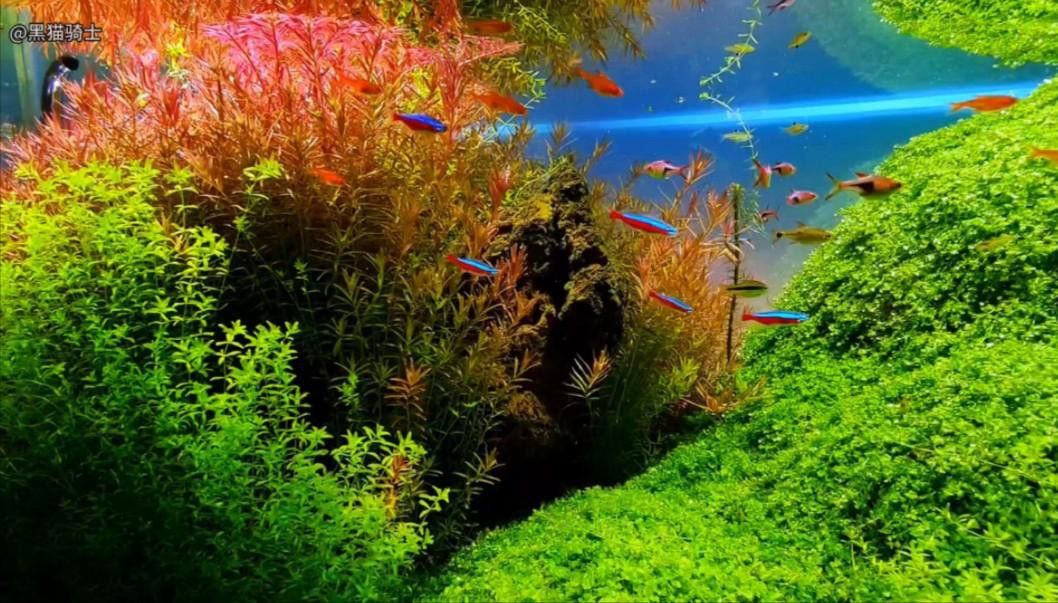 一米二的魚缸可以混養哪些魚？