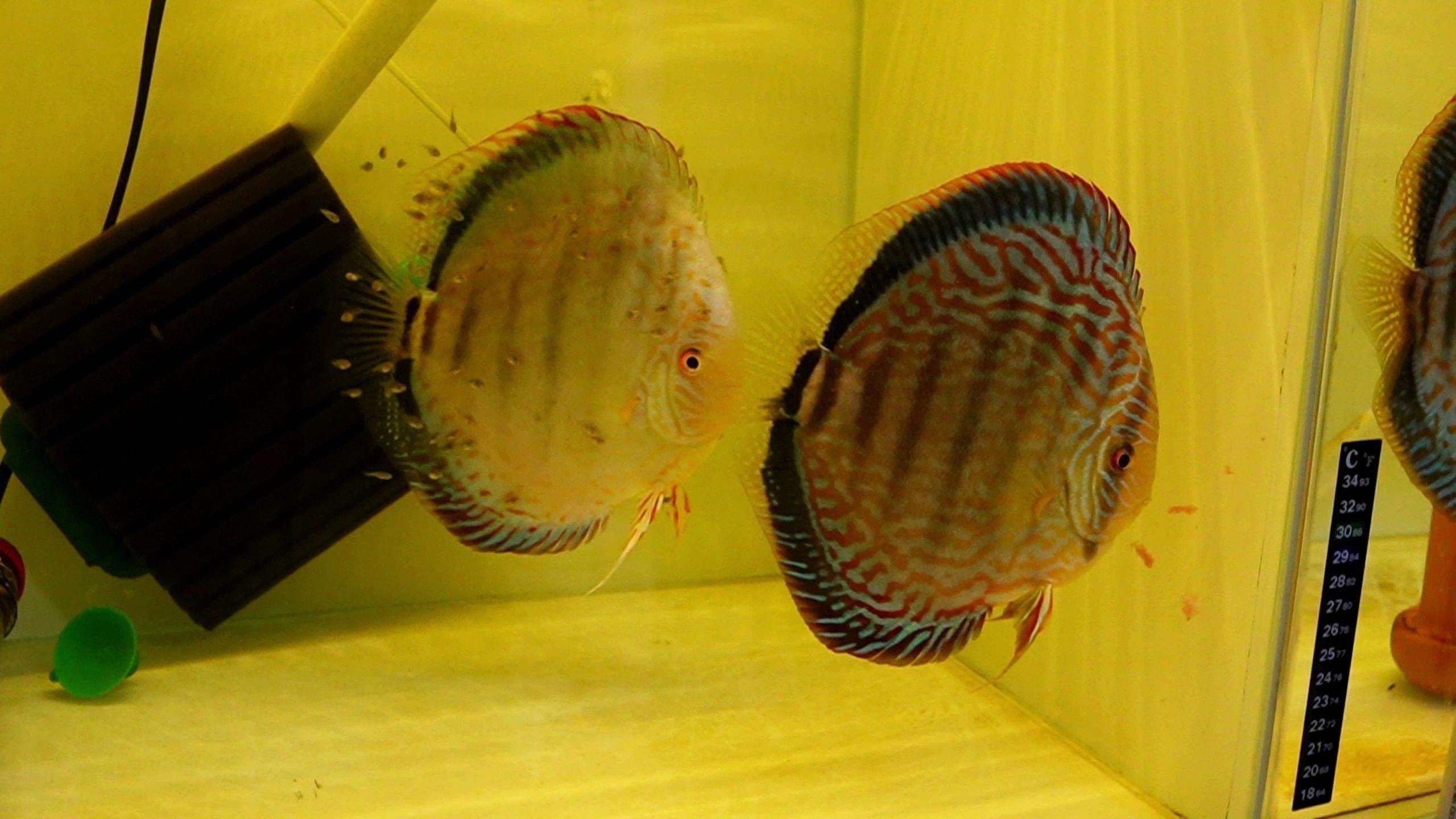 一米二的魚缸可以混養哪些魚？