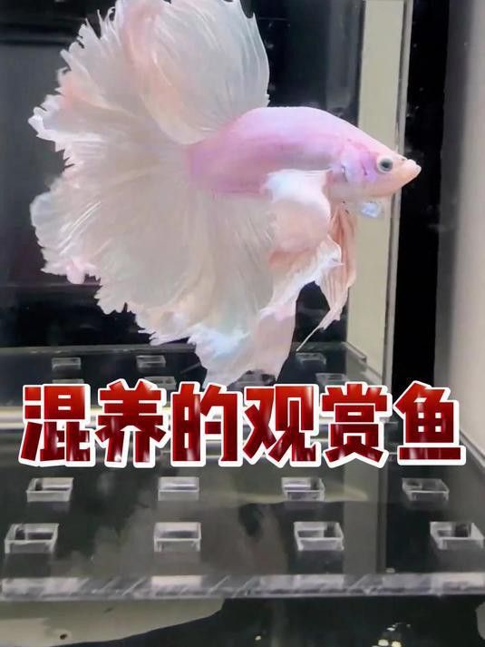 一米二的魚缸可以混養哪些魚？