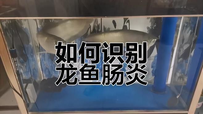 如何判斷龍魚是否腸胃問題？