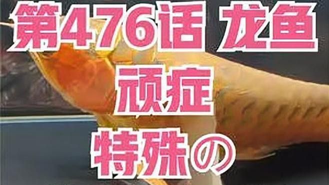 如何判斷龍魚是否腸胃問題？