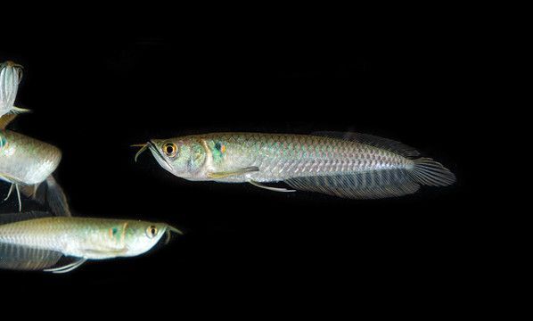 七彩銀龍魚用什么背景顏色好看（七彩銀龍魚的背景顏色選擇）