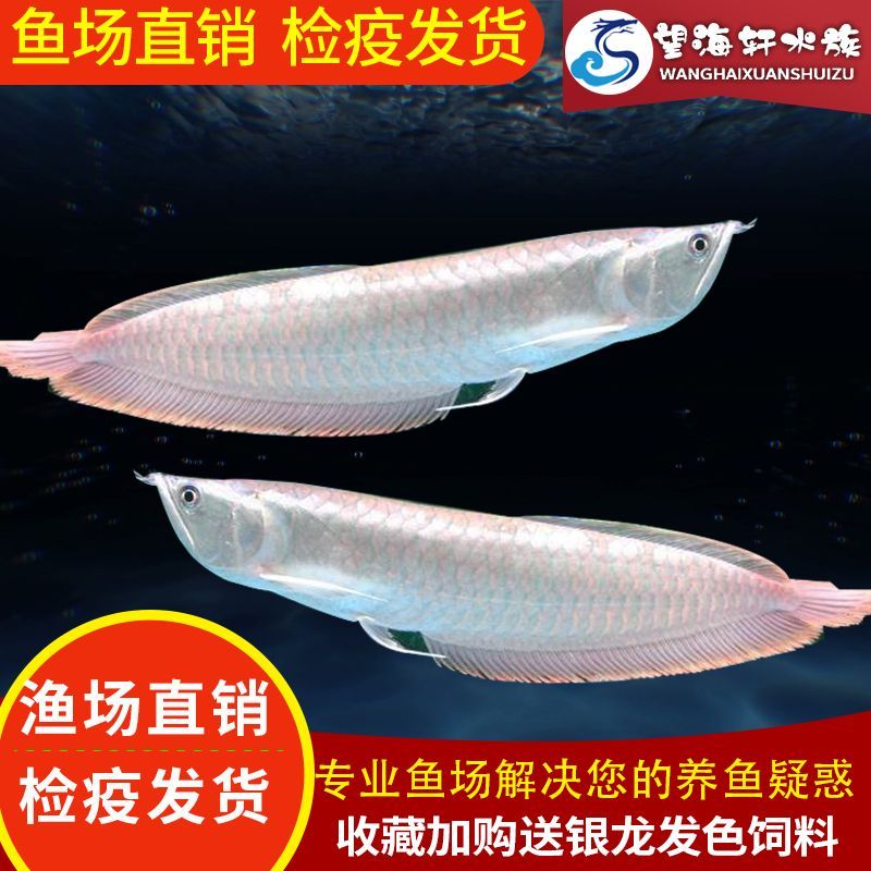 七彩銀龍魚用什么背景顏色好看（七彩銀龍魚的背景顏色選擇）