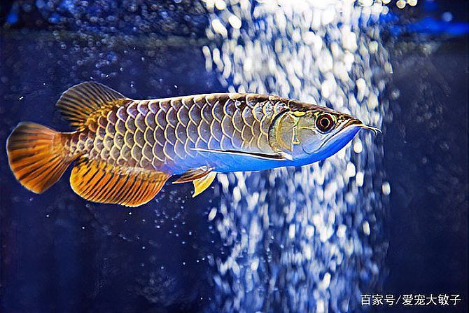 最近龍魚晚上撞缸