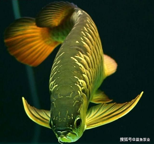 最近龍魚晚上撞缸