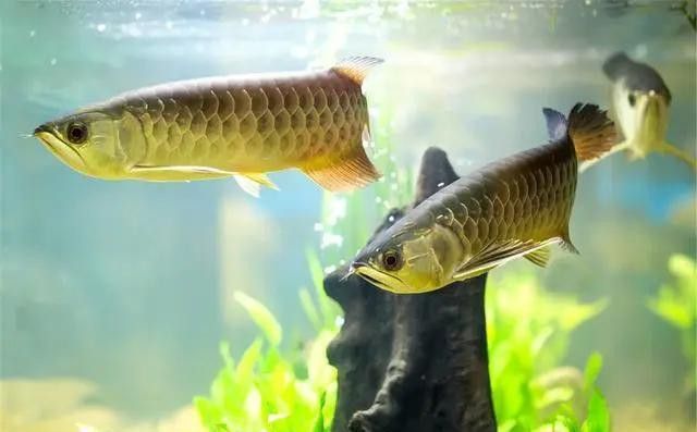 最近龍魚晚上撞缸