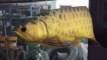 龍魚的詩句有哪些三年級詩句有哪些三年級學生閱讀水平：有關龍魚的詩句