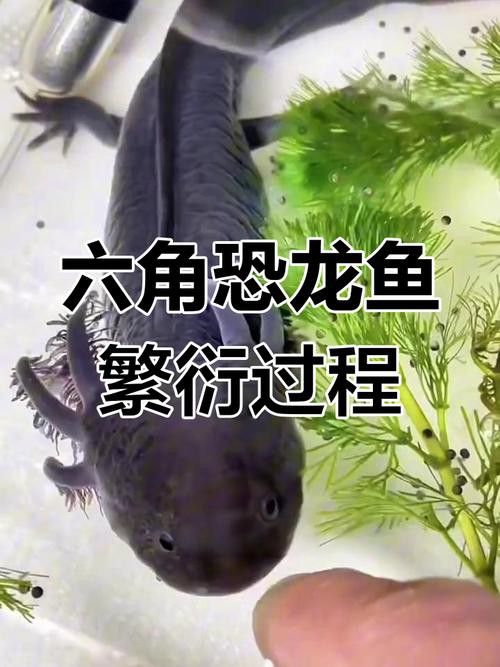 恐龍魚長大是什么樣的視頻圖片欣賞