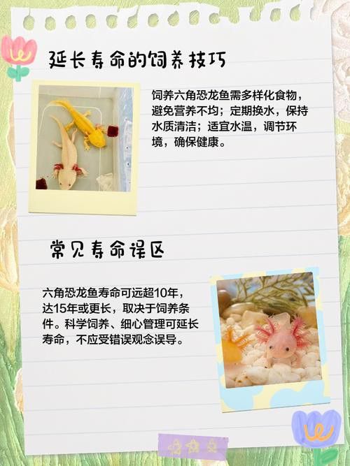 恐龍魚長大是什么樣的視頻圖片欣賞