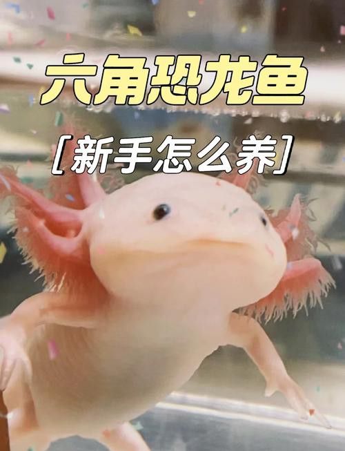 恐龍魚長大是什么樣的視頻圖片欣賞