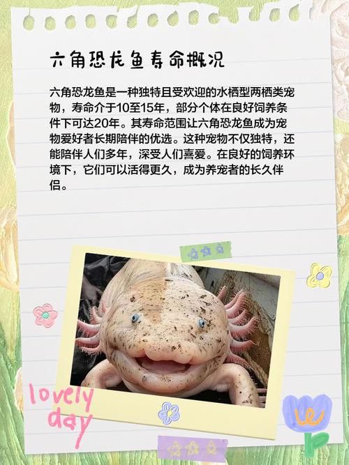 恐龍魚長大是什么樣的視頻圖片欣賞