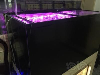 養龍魚需要殺菌燈嗎：養龍魚需要殺菌燈嗎， 養龍魚需要殺菌燈嗎：養龍魚需要殺菌燈嗎， 龍魚百科 第1張