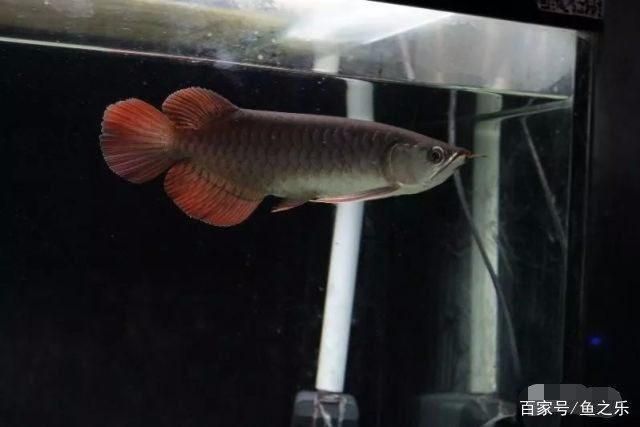 龍魚技巧，龍魚品種鑒賞入門,龍魚混養搭配技巧龍魚混養搭配技巧
