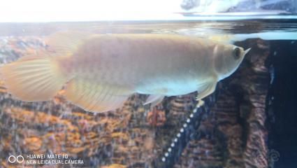 龍魚年齡體長對照表:一條15厘米的龍魚相當于多大年齡? 龍魚百科 第2張 龍魚年齡體長對照表:一條15厘米的龍魚相當于多大年齡? 龍魚年齡體長對照表:一條15厘米的龍魚相當于多大年齡? 龍魚百科 第2張