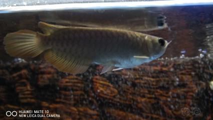 龍魚年齡體長對照表:一條15厘米的龍魚相當于多大年齡? 龍魚百科 第1張 龍魚年齡體長對照表:一條15厘米的龍魚相當于多大年齡? 龍魚年齡體長對照表:一條15厘米的龍魚相當于多大年齡? 龍魚百科 第1張