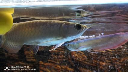 龍魚年齡體長對照表：一條15厘米的龍魚相當于多大年齡？ 龍魚年齡體長對照表：一條15厘米的龍魚相當于多大年齡？ 龍魚百科 第3張