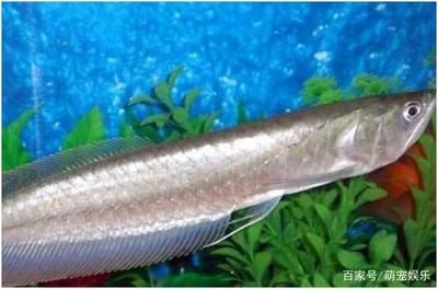 銀龍魚品種特有特征介紹：銀龍魚的一些特有特征介紹 銀龍魚品種特有特征介紹：銀龍魚的一些特有特征介紹 龍魚百科 第4張