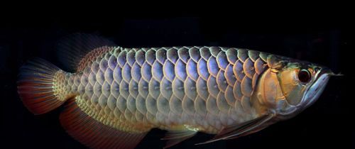 龍魚翻肚子了能救活嗎：龍魚翻肚子怎么辦