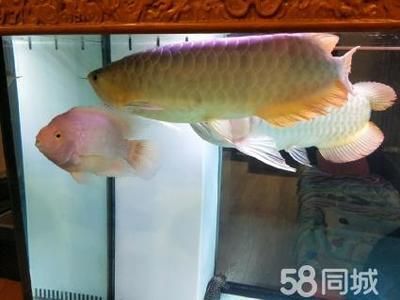 今年龍魚價格會漲嗎（2018年龍魚價格趨勢分析）
