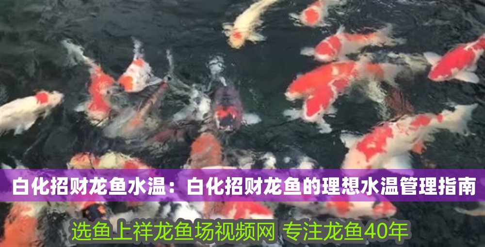 白化招財(cái)龍魚水溫：白化招財(cái)龍魚的理想水溫管理指南