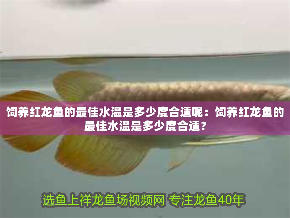 飼養(yǎng)紅龍魚的最佳水溫是多少度合適呢：飼養(yǎng)紅龍魚的最佳水溫是多少度合適？