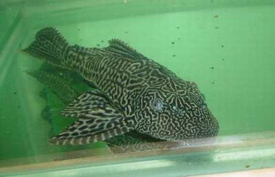 那種龍魚體型最短（體型較小的龍魚品種）
