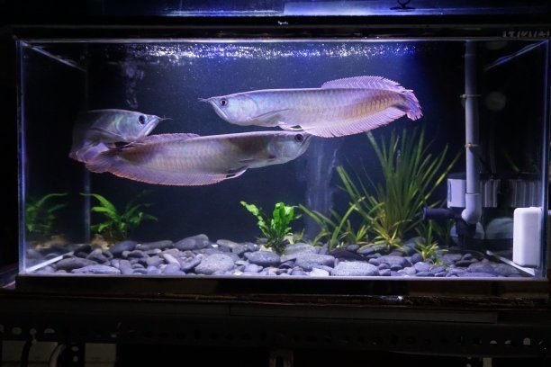 金龍銀龍魚怎么養活得快（家有銀龍魚，這些飼養姿勢必須懂！） 金龍銀龍魚怎么養活得快（家有銀龍魚，這些飼養姿勢必須懂！） 龍魚百科 第5張
