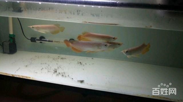 金龍銀龍魚怎么養活得快（家有銀龍魚，這些飼養姿勢必須懂！） 金龍銀龍魚怎么養活得快（家有銀龍魚，這些飼養姿勢必須懂！） 龍魚百科 第3張
