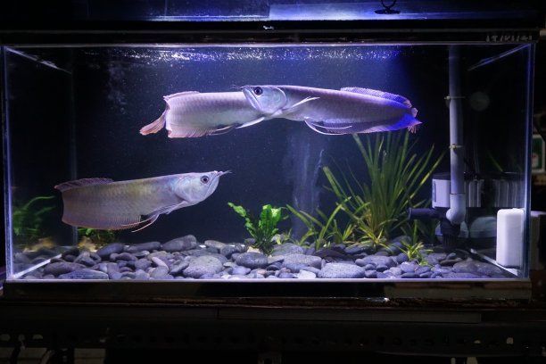 金龍銀龍魚怎么養活得快（家有銀龍魚，這些飼養姿勢必須懂！） 金龍銀龍魚怎么養活得快（家有銀龍魚，這些飼養姿勢必須懂！） 龍魚百科 第6張