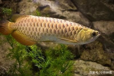 龍魚成長過程變化的原因：關于龍魚成長過程中的變化以及這些變化背后的原因的相關信息
