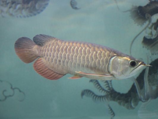 龍魚腸炎病的早期癥狀：如何預防龍魚腸炎病
