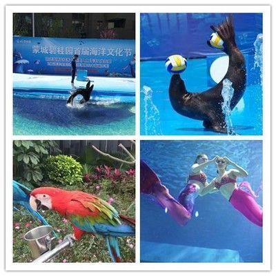 龍魚腸炎病的早期癥狀：如何預防龍魚腸炎病