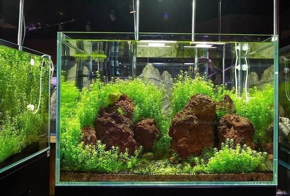魚缸選購攻略圖解，二氧化碳魚缸的選購指南