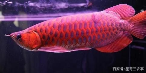 超大金龍魚兩條魚一起養可以嗎（兩條超大金龍魚能否一起養嗎金龍魚養殖方法大全）