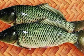 死銀龍魚可以吃嗎