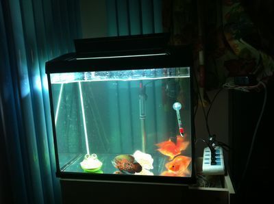 龍魚要多少錢一條?天成龍魚的價格貴不貴?