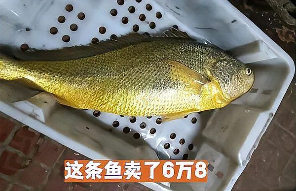 龍魚的平均壽命是多少：龍魚的壽命一般在10-20年左右，平均壽命是多少 龍魚的平均壽命是多少：龍魚的壽命一般在10-20年左右，平均壽命是多少 龍魚百科 第1張