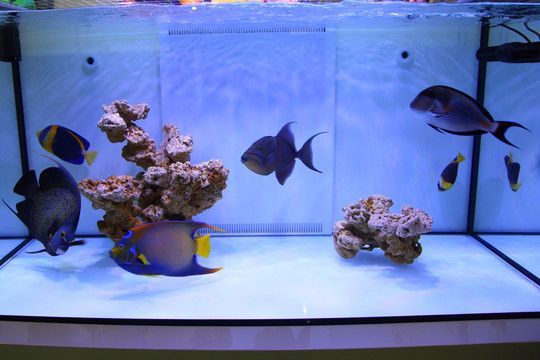 養金龍魚的魚缸大小主要取決于金龍魚的體長以下是根據搜索結果給出的建議：養金龍魚多大的魚缸合適
