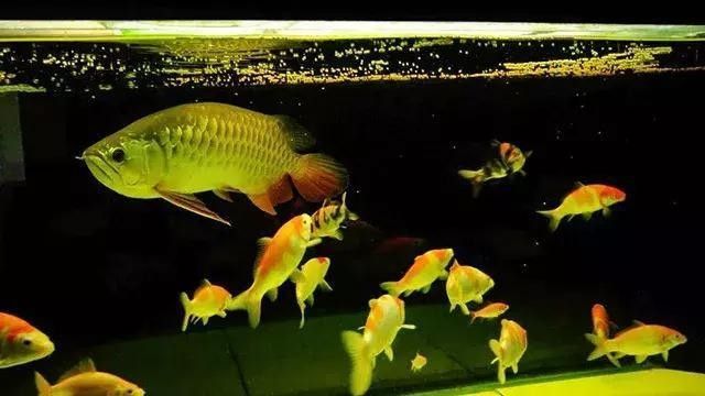 龍魚能跟小型熱帶魚混養(yǎng)嗎