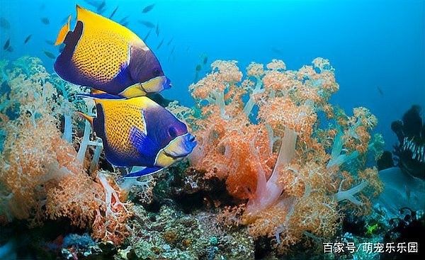 龍魚能跟小型熱帶魚混養(yǎng)嗎