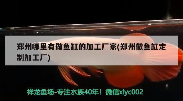 紅龍魚(yú)最貴的品種排名榜圖片（紅龍魚(yú)最貴的品種排名榜圖片大全）