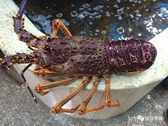紅龍和澳龍哪個更常見