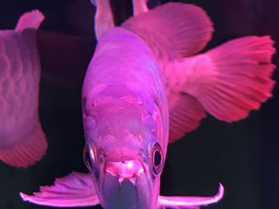 紅龍魚頭部起水泡是什么病：紅龍魚頭部出現(xiàn)水泡是什么病