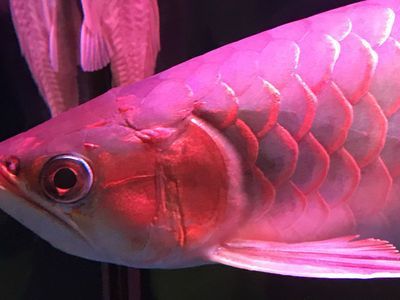 紅龍魚頭部起水泡是什么病：紅龍魚頭部出現(xiàn)水泡是什么病